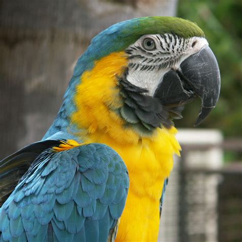 Parrot Animal Wildlife