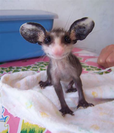 1 can evaporated milk, 1 can water, 1 large egg yolk b. 15+ Awesome Possums And Opossums | Bored Panda