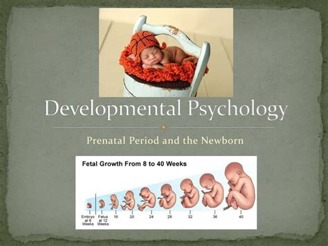 Ppt Developmental Psychology Powerpoint Presentation Free Download