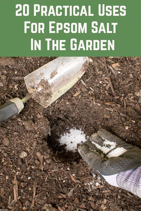 Epsom Salts In Gardening 20 Practical Uses For Salt The Garden 2020