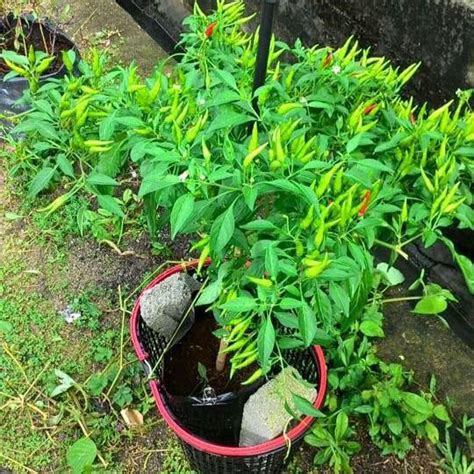 Meskipun demikian, di indonesia juga mudah ditemukan dan dapat berkembang dengan baik. Daun Rerama Kering dan Baja Tanaman Online - Community ...
