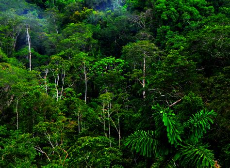 Tropical Rainforest Tropical Rainforest Glogster Edu Interactive