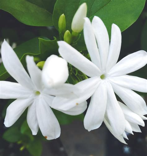 Jasmine White Flower — Steemit
