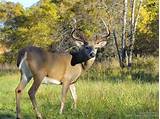 Kentucky Whitetail Deer Outfitters