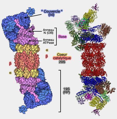 Is that proteasome is (biochemistry) a complex protein, found in bacterial, archeal and eukaryotic cells, that breaks down other proteins via. Protéasome 26S : vue d'ensemble et structure générale