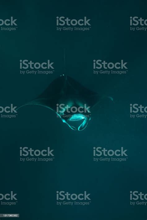 Manta Ray Vertical Photograph Stock Photo Download Image Now Animal