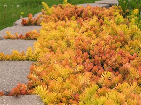 First is its ability to edge a flower bed. Sedum Angelina (Sedum reflexum 'Angelina') | Sedum garden ...