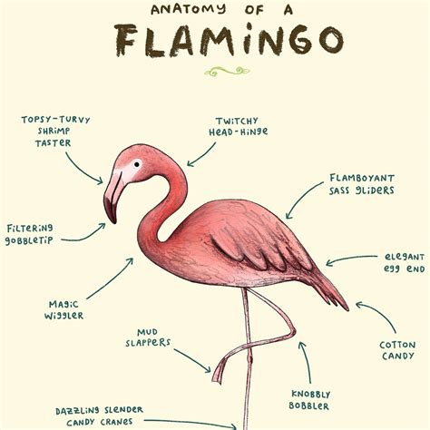 Anatomy Of A Flamingo Art Print By Sophie Corrigan By Wraptious