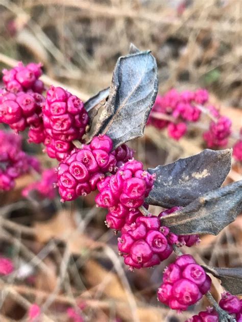 The coralberry is a very cold hardy small mounding shrub. coralberry | Tumblr