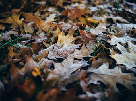 Autumn Close Up Dry Leaves Fall Grass Leaves 4k Wallpaper