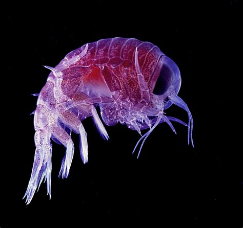 Ten Amazing Zooplankton Critters That Look Like Their Bigger Relatives