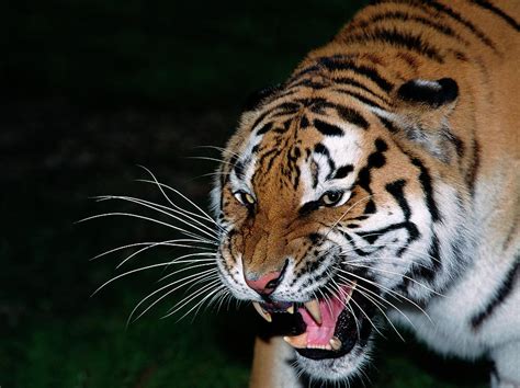 Tigre De Siberie Panthera Tigris Altaica Photograph By Gerard Lacz Pixels