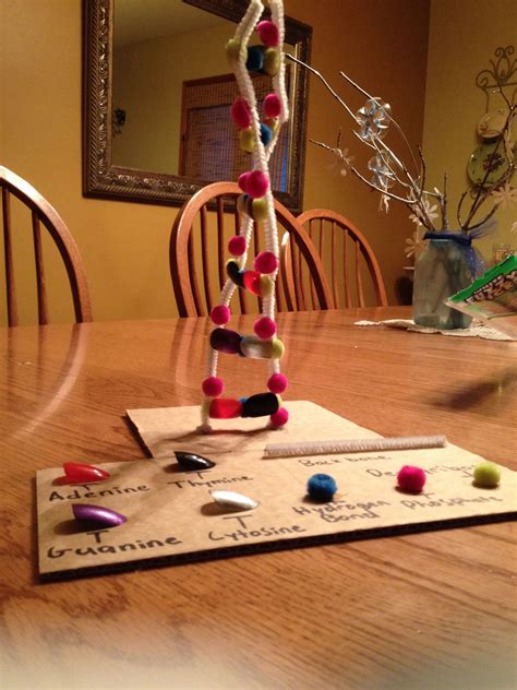 3D DNA Model For Biology Dna Project Dna Model Diy Projects