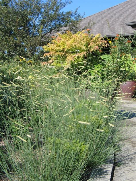 Blue grama attracts numerous birds and serves as a larval host for the garita skipperling (oarism garita). Five Grasses You Should Be Using In Your Landscape - Dyck ...