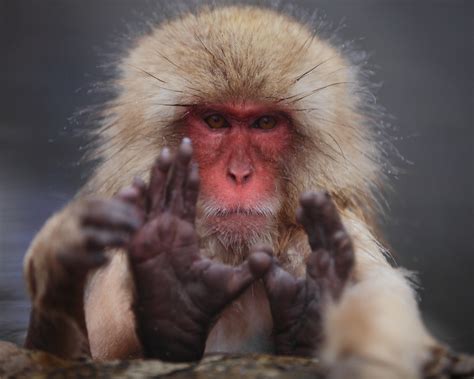 Japanese Macaque Full Hd Wallpaper And Background Image 3000x2400