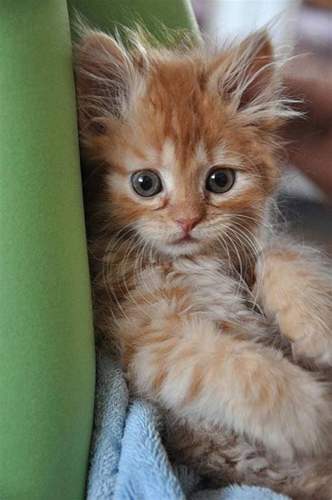Every Time I See A Fluffy Orange Tabby I Think Of My Very First Kitty