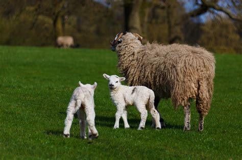 Sheep And Lambs Free Stock Photo Public Domain Pictures