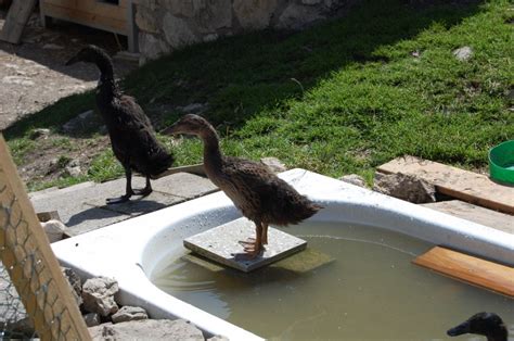 In ihnen können die babys auch. Badewanne für enten - Abdeckung ablauf dusche