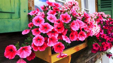 We did not find results for: Giardino, ecco 4 fiori estivi da coltivare in casa