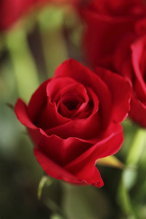 Kostenlose Foto Blume Blütenblatt Sommer Rot Natürlich Rosa