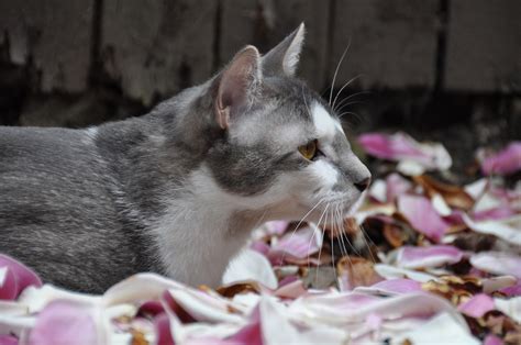 A cat will always remain independent. How to Tame a Stray Cat (with Pictures) - wikiHow