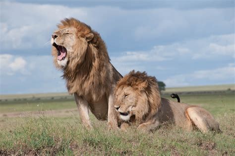 10 Curiosidades Sobre Os Leões Os Felinos Reis Da Floresta Mega Curioso