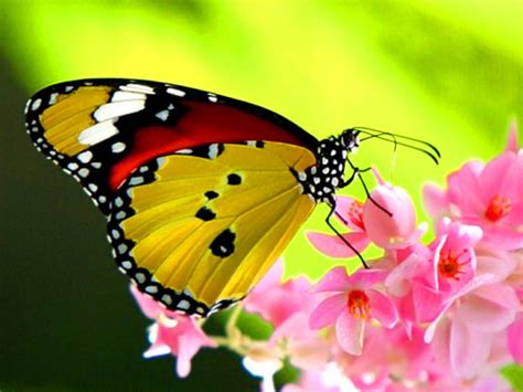 48 Beautiful Butterflies And Flowers Wallpapers On