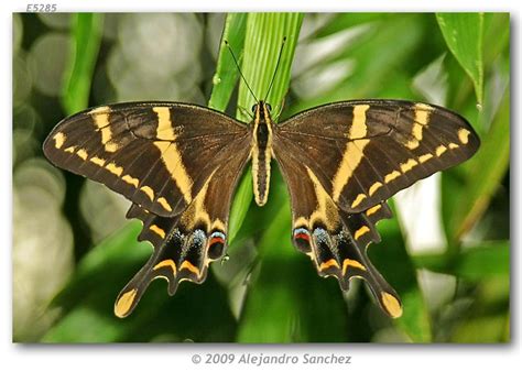 papilio machaonides live adults