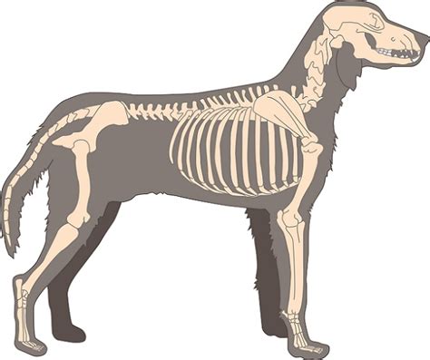 Sind hingegen innere organe betroffen, verspürt der hund im entsprechenden bereich schmerzen. Anatomie des Hundes