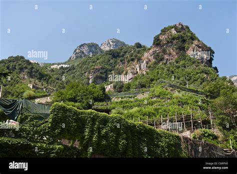 Italy Lemon Orchard Hi Res Stock Photography And Images Alamy