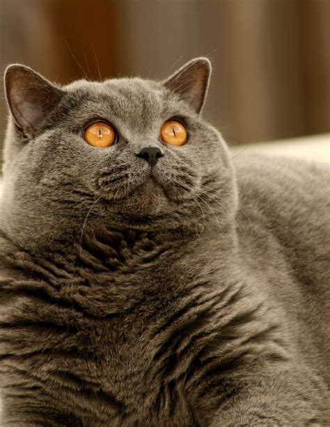 British Shorthairs Are Pretty Good Looking Rcats