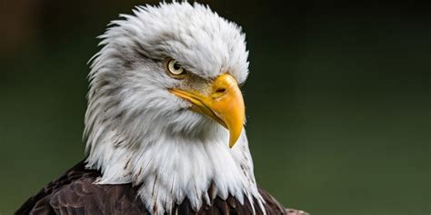 Some Details About Largest Eagles In The World Pets Nurturing