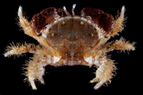 Crustacea Species