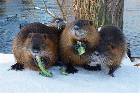 Installieren nutria auf ihrem windows pc oder mac laptop / desktop müssen sie einen android emulator herunterladen und installieren, den sie kostenlos von diesem beitrag herunterladen und. Die Nutria-Gang Foto & Bild | tiere, wildlife, säugetiere ...