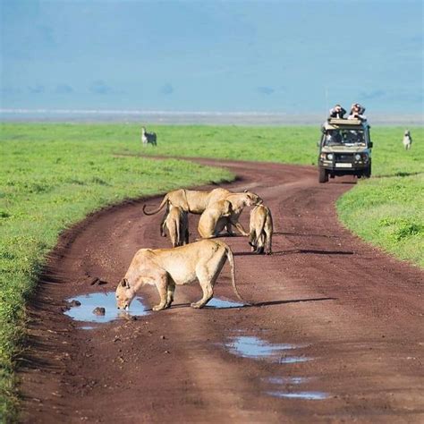 Tales Of Nairobi And Stray Lions From Nairobi National Park See Africa Today