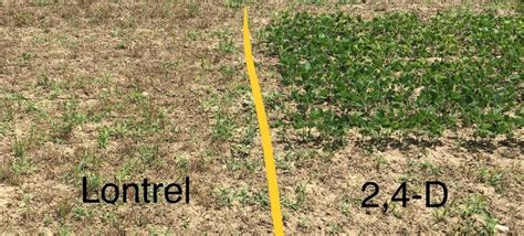 The most difficult part of this project is getting the cpu temperature. Killing off Roundup Ready Alfalfa - Field Crop News