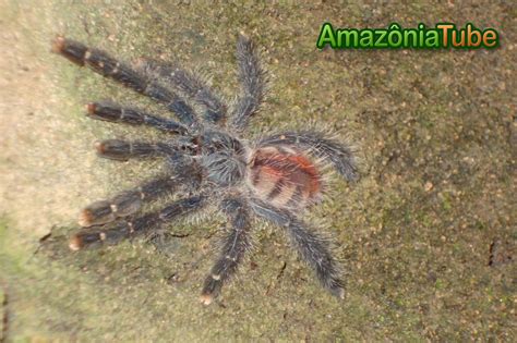 Essas aranhas têm hábitos terrestres, vivem em tocas no solo ou debaixo de pedras ou outras cavidades naturais. Amazoniatube: ARANHA CARANGUEJEIRA (bird catching spider)