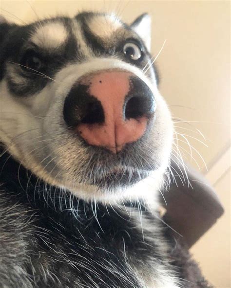 14 Adorable Photos Of Huskies That Will Make You Smile Page 3 Of 3