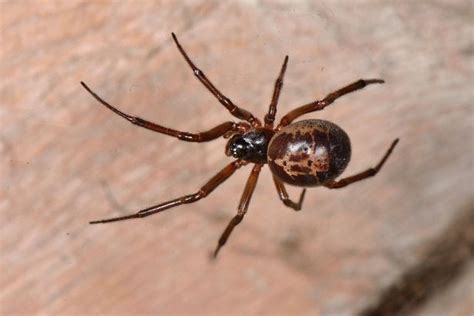 False Widow Spiders Ireland Where Youll Find Them What They Look