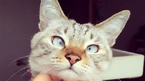 This Adorable Cross Eyed Siamese Cat Is Famous And Its All Because Of