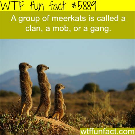Group Of Meerkats Wtf Fun Facts