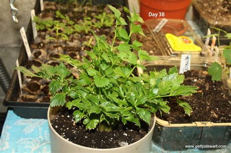 Getty Stewart Growing Celery From Stalks