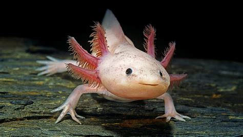 What Is An Axolotl