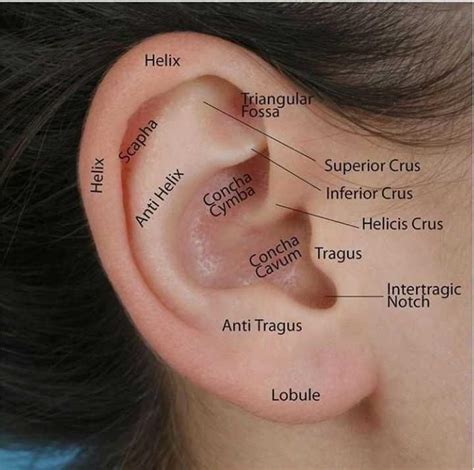 Anatomy Of The Ear Edurev Neet Question