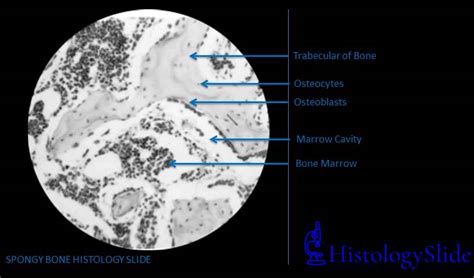 Spongy Bone Histology Slide Histologyslide