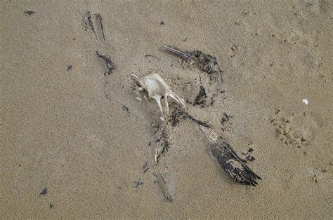 Dead Bird Decay