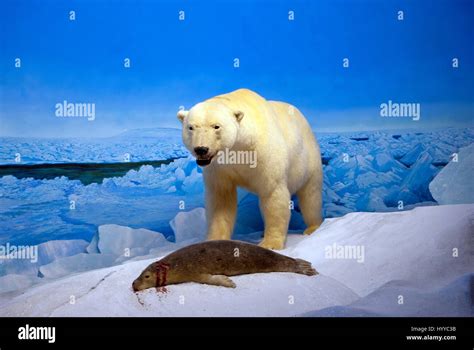 Stuffed Polar Bear Ursus Maritimus And Seal Hunting Scene Manitoba
