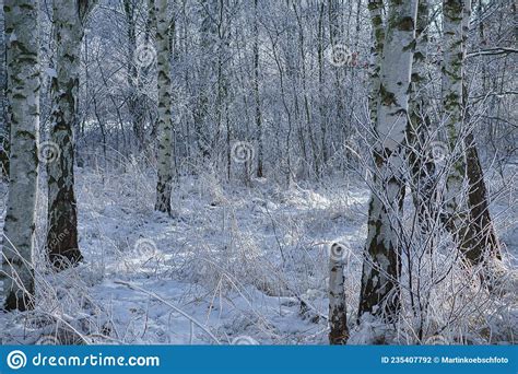 Snowy Birch Forest On The Outskirts Of Berlin Stock Photo Image Of