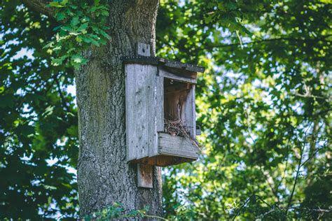 Instalar Casas Para Aves En El Jardín Vida De Aves