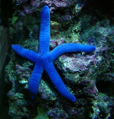 Blue Linkia Starfish Blue Linkia Starfish Linckia Laevigata